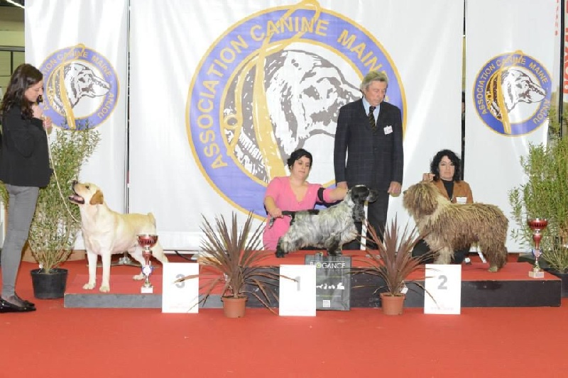 CH. Ch fary The Sourannya - 1er excll CACIB BOB, 2em groupe 8