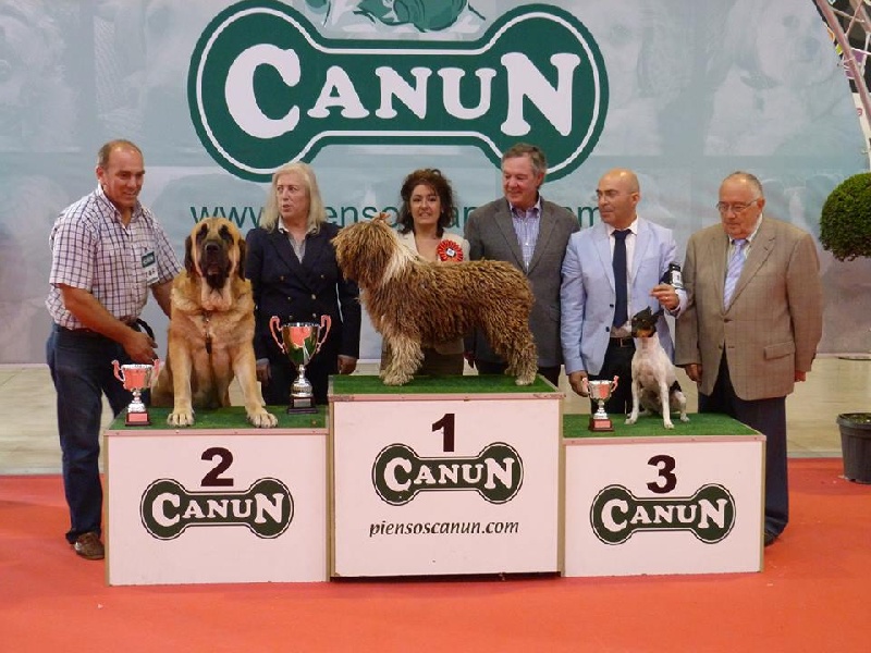 CH. Ch fary The Sourannya - 1 excll CACS, CACIB, BIB, BIS races Espagnoles