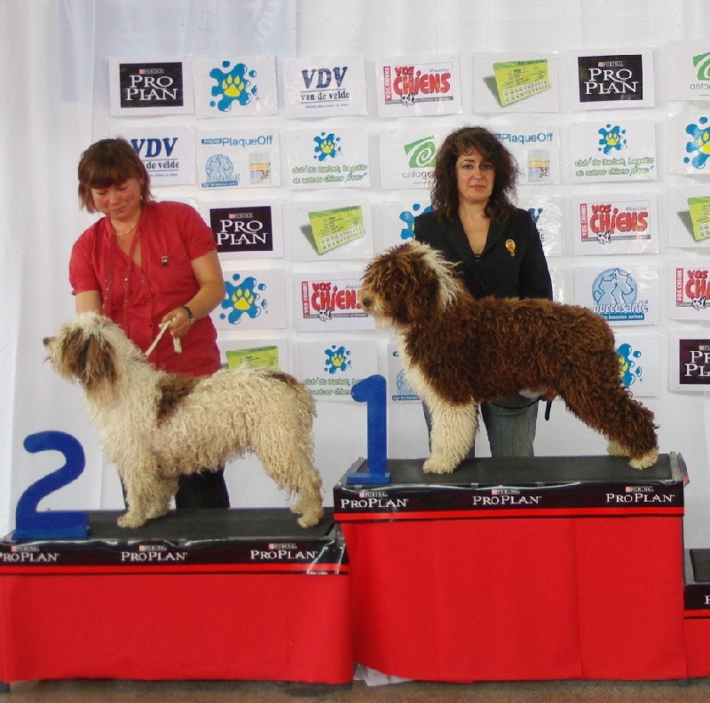 CH. Ch fary The Sourannya - 1 excll Meilleur Jeune, meilleur de race BOB