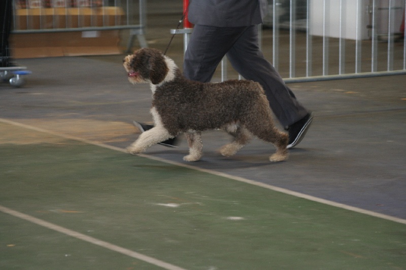 CH. Ch fary The Sourannya - 2 em excll RCACS