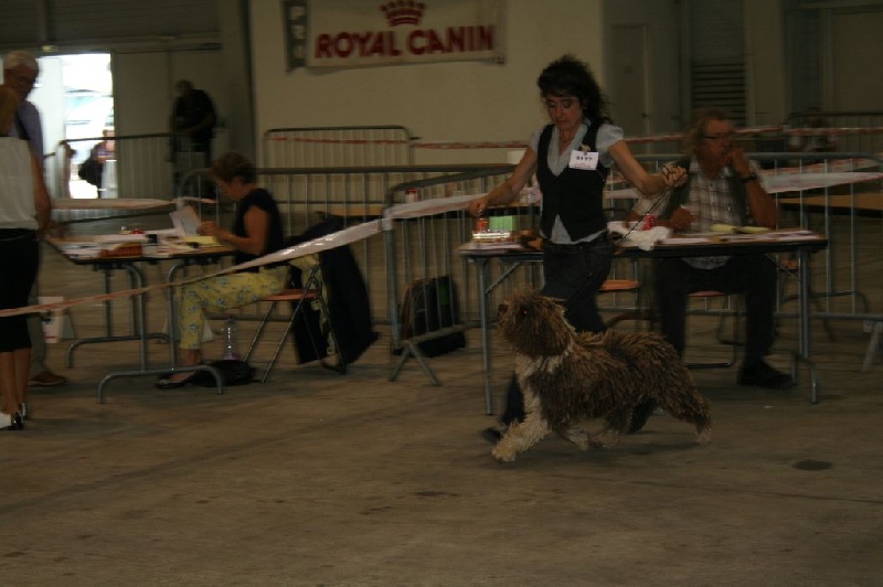 CH. Ch fary The Sourannya - 1er excll CACIB BOB