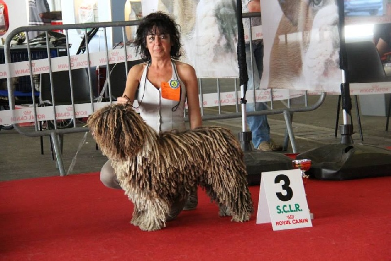 CH. Ch fary The Sourannya - 1er excll CACIB, BOB, 3em du groupe 8