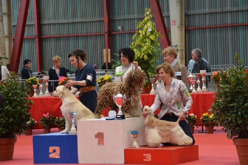 CH. Ch fary The Sourannya - 1er ecll CACIB BOB, meilleur groupe 8