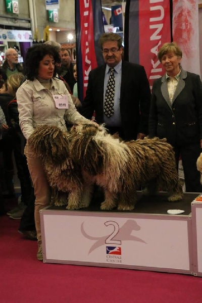 CH. Ch fary The Sourannya - 2em lot d'afixe