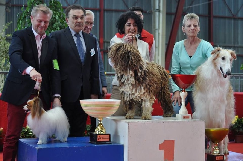 CH. Ch fary The Sourannya - Meilleur chien de l'exposition