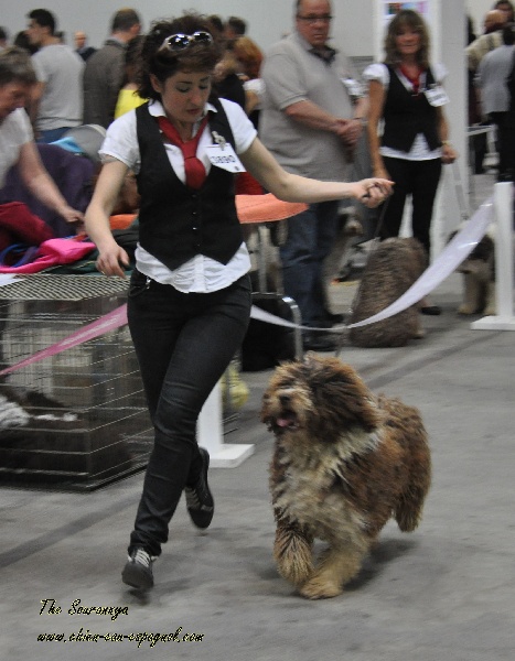 CH. Ch fary The Sourannya - 1er excll