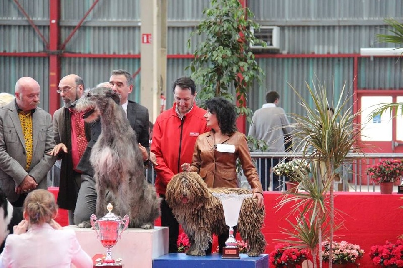 CH. Ch fary The Sourannya - 1er excll CACIB, 1er Groupe 8, 2em BIS (meilleur chien de l'expo)