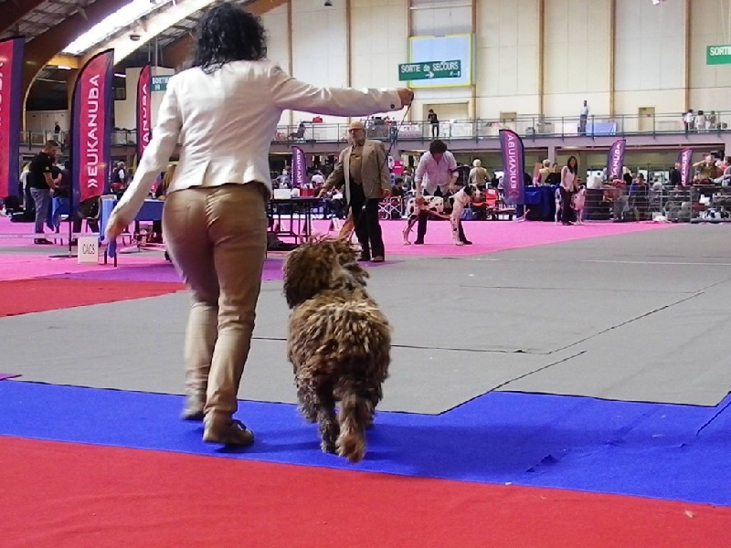 CH. Ch fary The Sourannya - 1er excll CACIB