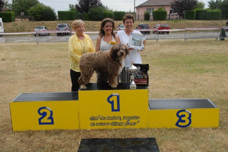 CH. Ch fary The Sourannya - 1exc CACS BOB Meilleur chien d'eau de la National d'elevage