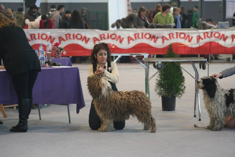 CH. Ch fary The Sourannya - excll CAC CACIB BOB,2em BIS races espagnoles