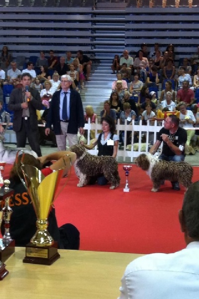 CH. Ch fary The Sourannya - 1er