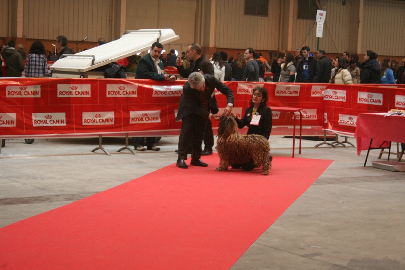 CH. Ch fary The Sourannya - 1er excll CACS