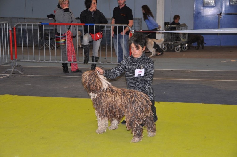 CH. Ch fary The Sourannya - 1er excll CACIB, Meilleur de race
