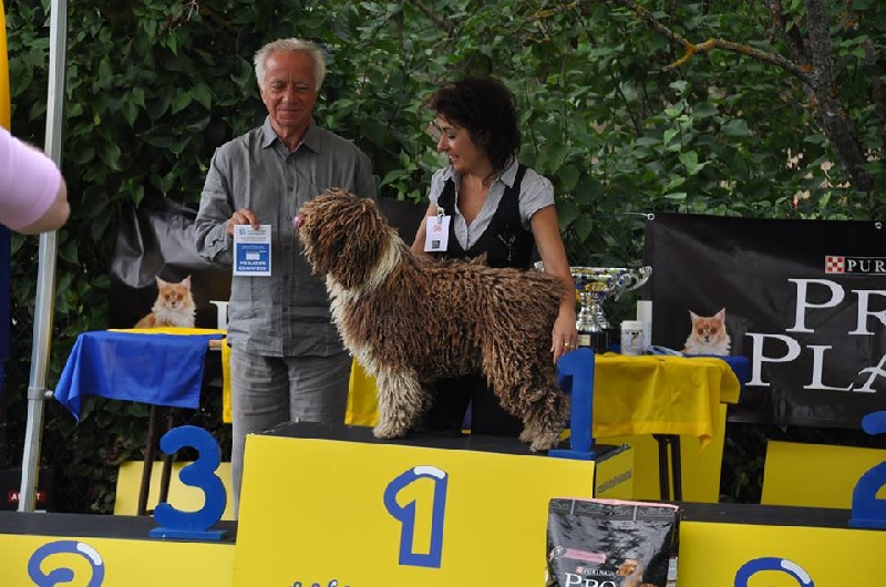 CH. Ch fary The Sourannya - 1excll (meilleur champion)