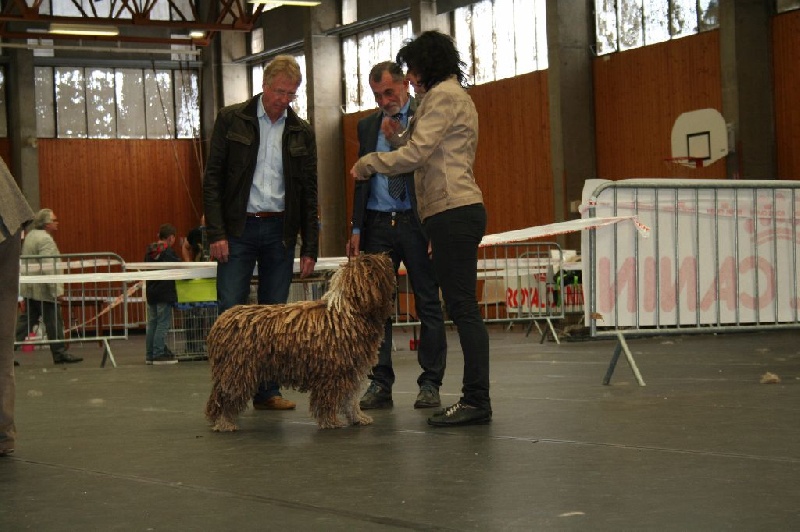 CH. Ch fary The Sourannya - 1er excll CACIB, 3em groupe 8