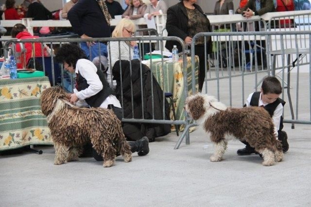 CH. Ch fary The Sourannya - 1er excll CACIB BOB