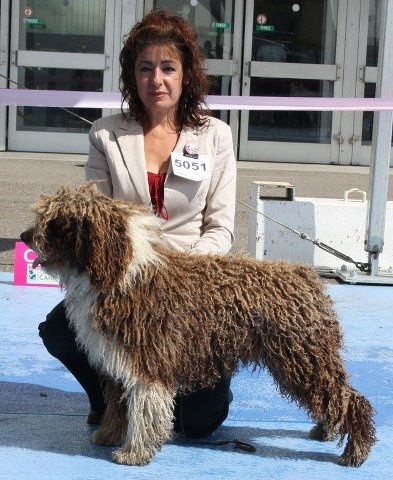 CH. Ch fary The Sourannya - 1 excll CACIB CACS Meilleur de Race