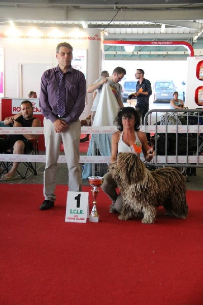 CH. Ch fary The Sourannya - Meilleur paire de l'exposition a Montpellier