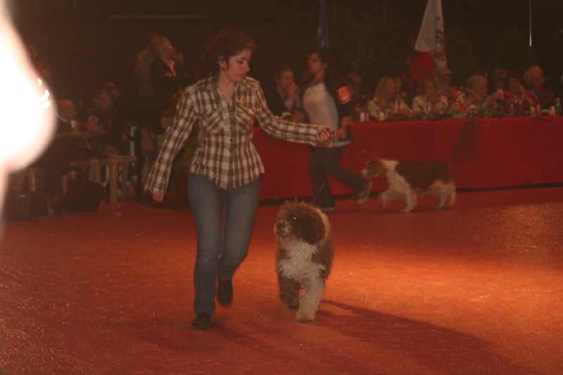 CH. Ch fary The Sourannya - 1 excll CACS CACIB Meilleur de race