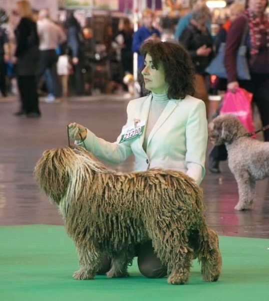 CH. Ch fary The Sourannya - NC