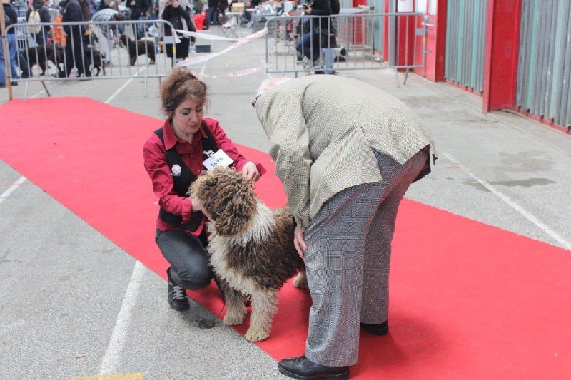 CH. Ch fary The Sourannya - 1 excll CACIB, BOB