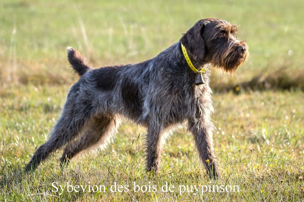 Publication : Des Bois De Puypinson Auteur : Quiers G