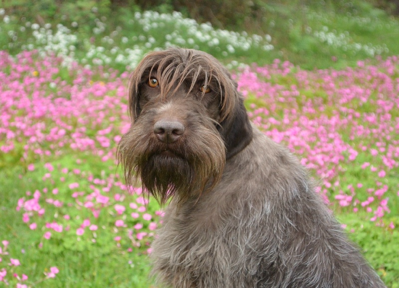 Publication : de la Bardelierre Auteur : Pressac