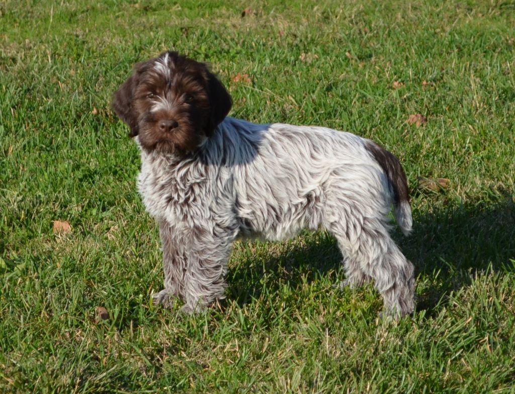 Chiot Griffon Korthal A Vendre