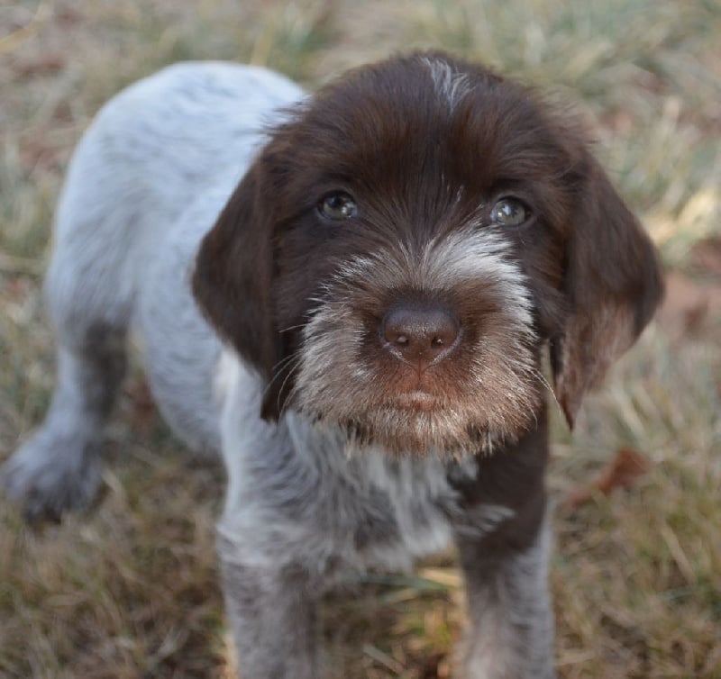 Chiot Griffon Korthal A Vendre
