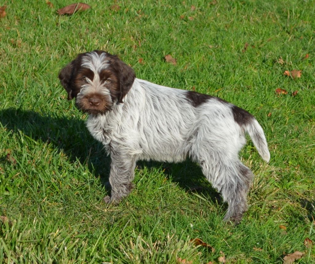 Chiot Griffon Korthal A Vendre