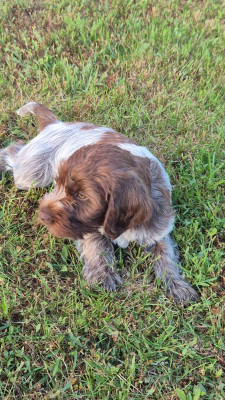 Les chiots de Griffon d'arrêt à poil dur Korthals