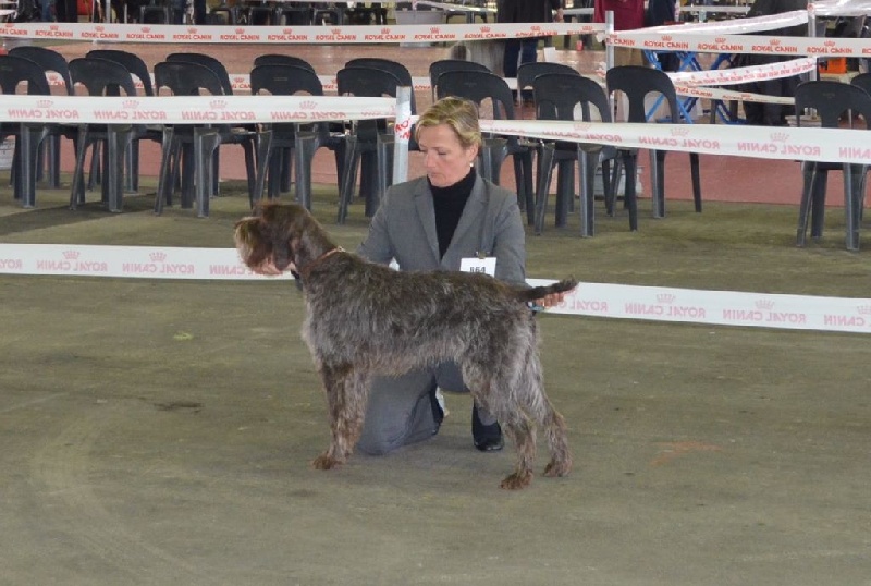 TR. CH. Isla-bonita de la Bardelierre - 1er Exc-CACS-CACIB