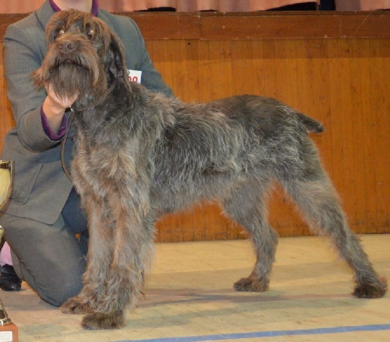 TR. CH. Give'me five de la Plaine du Lys - CACS-CACIB- Meilleure de Race