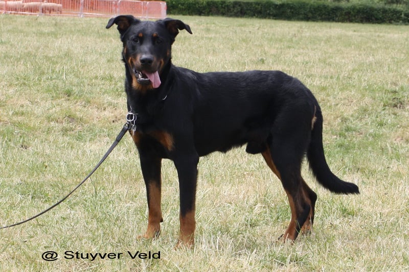 Publication : du stuyver veld