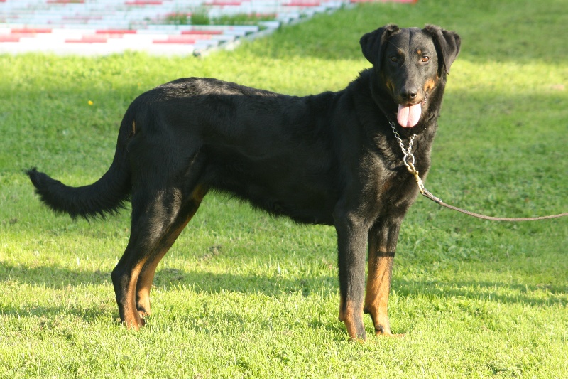 Publication : du stuyver veld Auteur : Marc MESSIANT