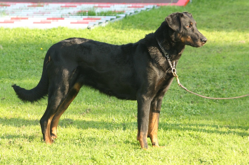 Publication : du stuyver veld Auteur : Marc MESSIANT