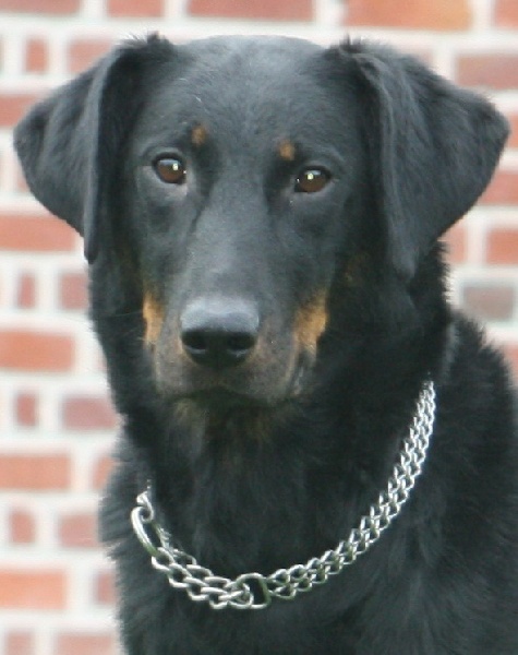 Publication : du stuyver veld Auteur : Marc MESSIANT