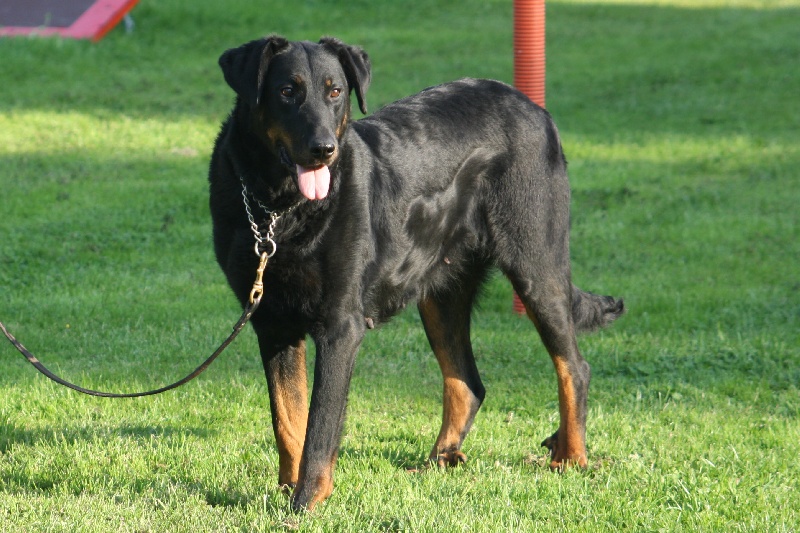 Publication : du stuyver veld Auteur : Marc MESSIANT