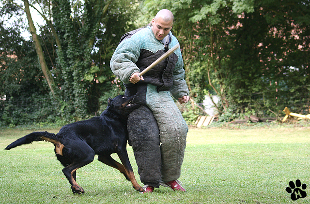 Publication : du stuyver veld