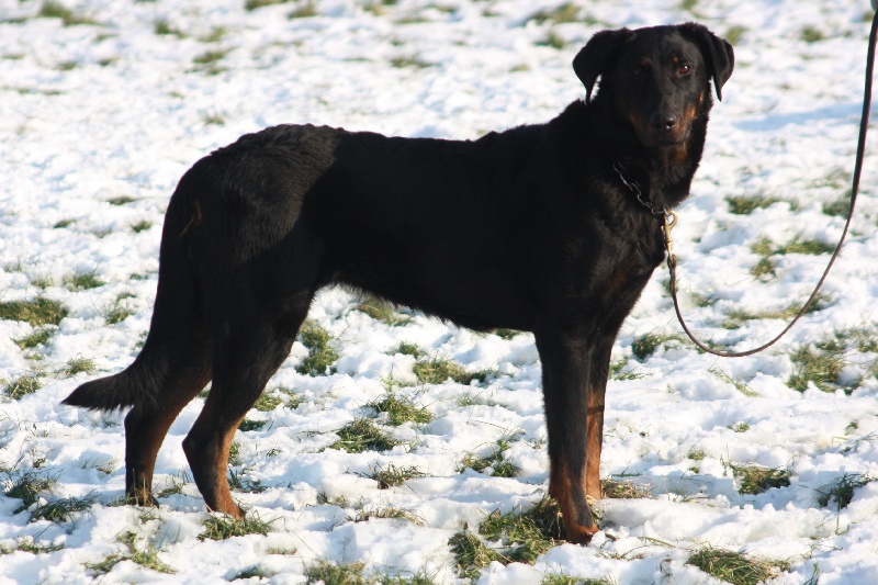 Publication : du stuyver veld Auteur : Marc MESSIANT