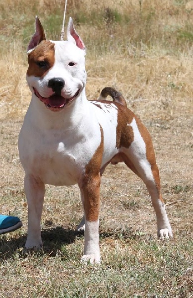 Publication : Alfagacyno