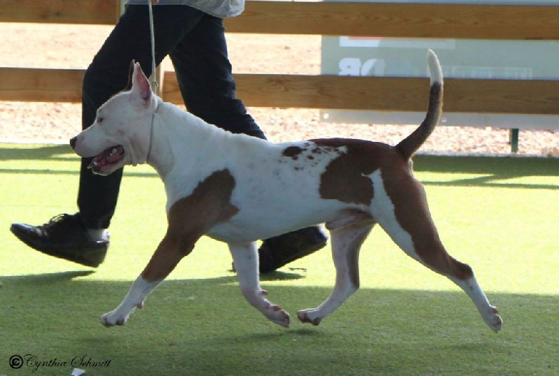 Publication : Alfagacyno