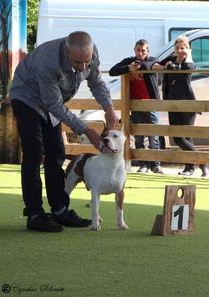 Publication : Alfagacyno