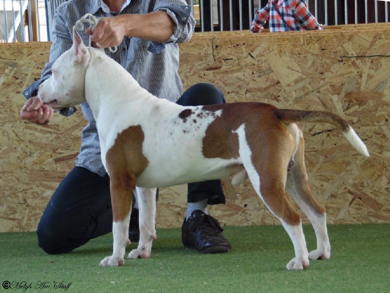 Publication : Alfagacyno