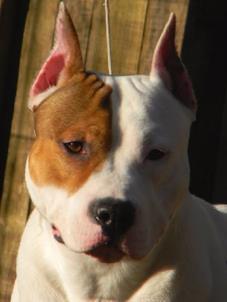 Publication : Alfagacyno