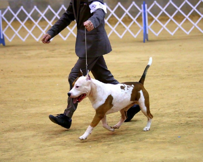CH. Alfagacyno Jango unchained - 1ere Bret By Exhibitor Dogs class