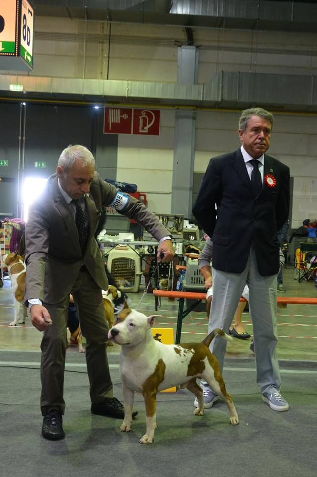 CH. Alfagacyno Jango unchained - CAC-RCACIB