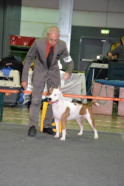 CH. Alfagacyno Jango unchained - 2ème Excl RCACL Intermediat Male Class