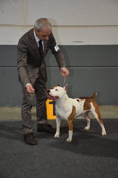 CH. Alfagacyno Jango unchained - 1ére Excl CACL Intermediate Male Class