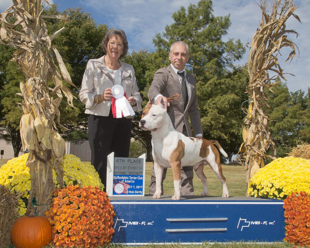 CH. Alfagacyno Jango unchained - 4th Bred By Exhibitor Dogs Class.
